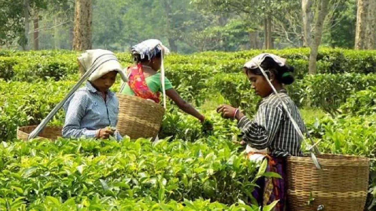 Tea Workers Bonus: বনধে বেড়েছে চাপ, চা শ্রমিকদের বোনাস নিয়ে বড় আবেদন সরকারের