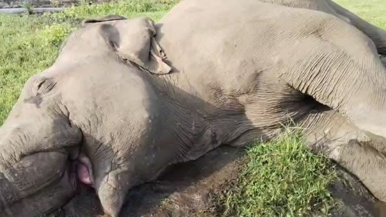 Jalpaiguri: চাষের জমিতে উদ্ধার পূর্ণ বয়স্ত হাতির দেহ