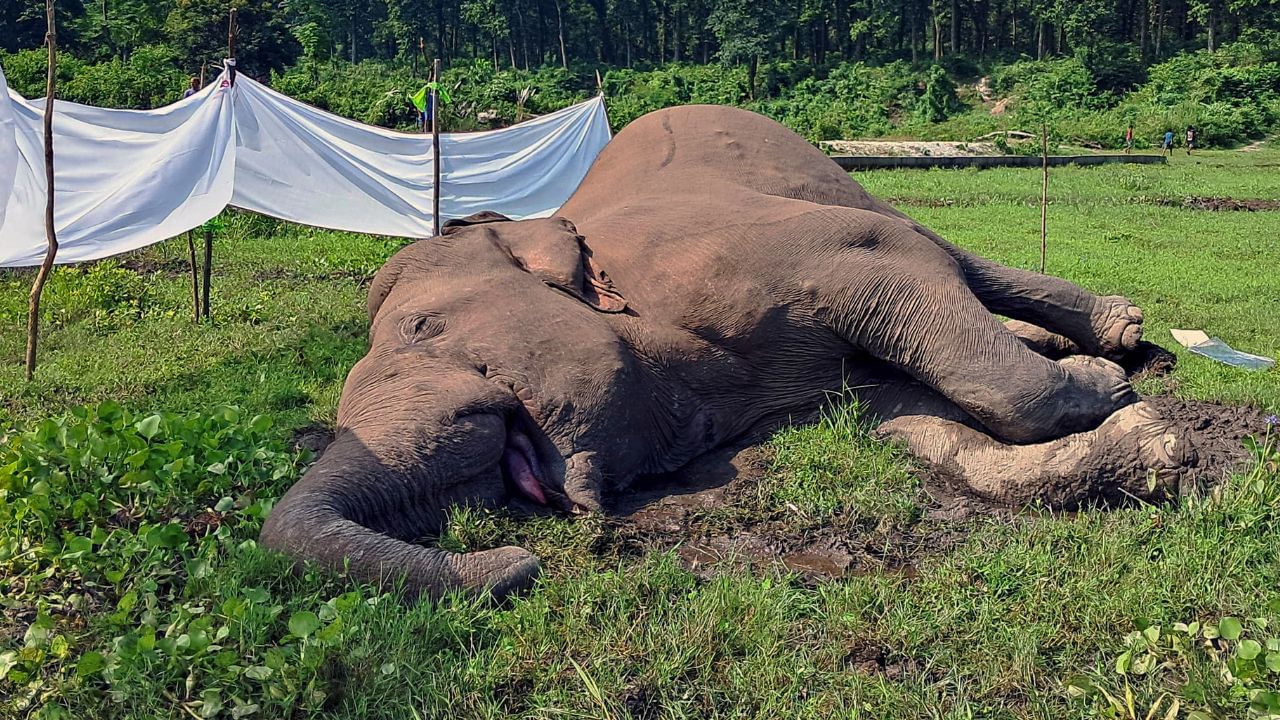 Elephant Death: বান্ধবগড়ের জঙ্গলে ৪৮ ঘণ্টায় ৮টি হাতির অস্বাভাবিক মৃত্যু, বাড়ছে রহস্য