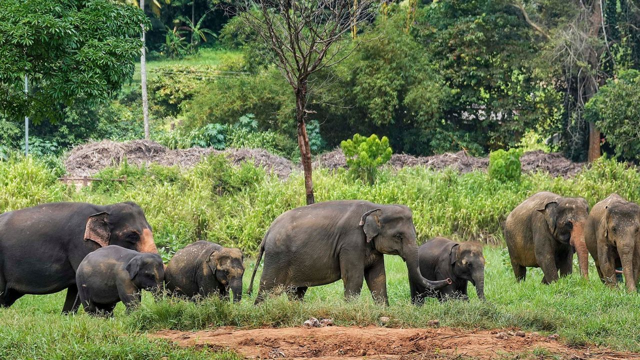 'ওঁরাও বিচ্ছেদ বোঝে, কষ্ট পায়', বন্ধুদের কবরের সামনে এসে রোজ চোখের জল ফেলছে হাতির পাল