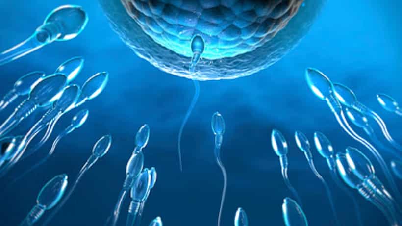 Sperm Count: রোজ এই ৪ খাবার খান, চিরকাল বজায় থাকবে পুরুষদের যৌবন