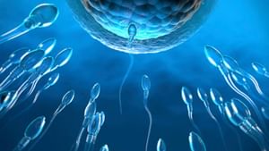 Sperm Count: রোজ এই ৪ খাবার খান, চিরকাল বজায় থাকবে পুরুষদের যৌবন