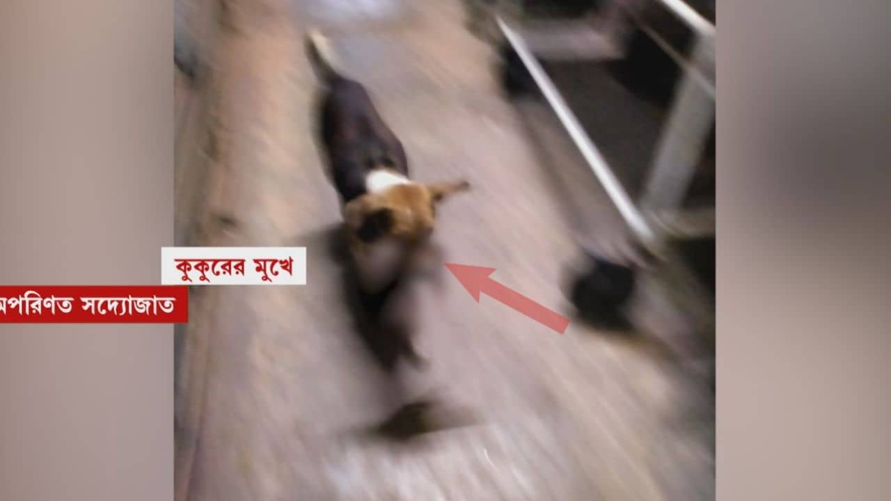 Bankura: বাথরুমে পড়েছিল সদ্যোজাত, মুখে করে নিয়ে গেল কুকুর! ফের সামনে সরকারি হাসপাতালের বিপন্নতা