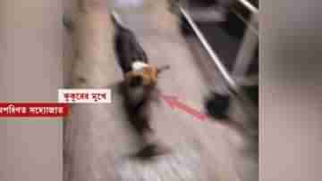 Bankura: বাথরুমে পড়েছিল সদ্যোজাত, মুখে করে নিয়ে গেল কুকুর! ফের সামনে সরকারি হাসপাতালের বিপন্নতা