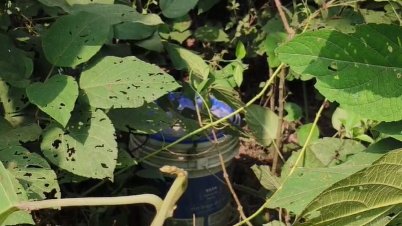 Bomb Recover এবার আমবাগানের ভিতর থেকে উদ্ধার জার ভর্তি তাজা বোমা