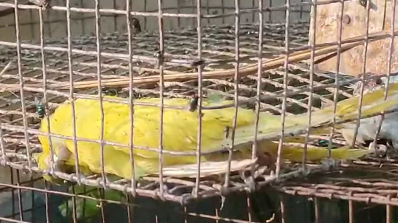 Budgerigar birds: উদ্ধার করেছিল বন দফতর, কী করে মৃত্যু? জানতে হবে ময়নাতদন্ত Budgerigar birds: উদ্ধার করেছিল বন দফতর, কী করে মৃত্যু? জানতে হবে ময়নাতদন্ত