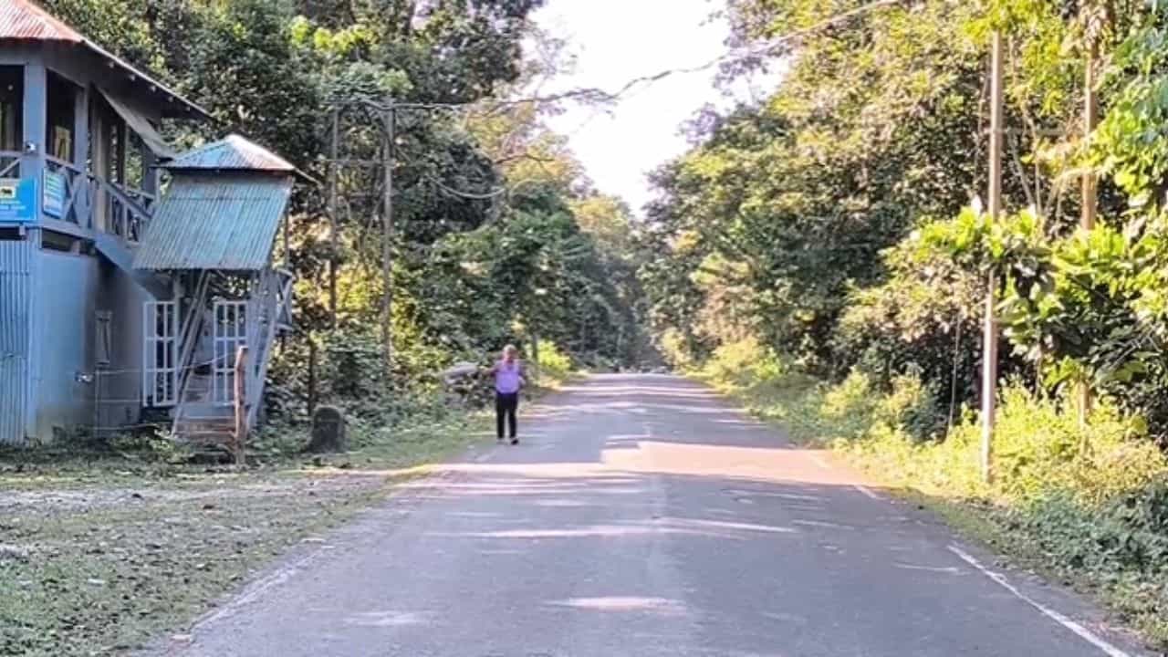 Bee: জঙ্গলের মাঝখানের রাস্তা, একসঙ্গে দশজনকে হুল ফোটাল মৌমাছি Bee: জঙ্গলের মাঝখানের রাস্তা, একসঙ্গে দশজনকে হুল ফোটাল মৌমাছি