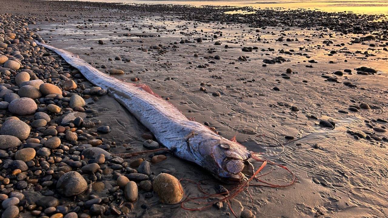 অদ্ভুত রকমের সর্পিল গড়ন, একগুচ্ছ শুঁড়, চোখটা যেন...মৃত্যুর মাছ ভেসে এল সমুদ্রপাড়ে! এবার কী হবে?