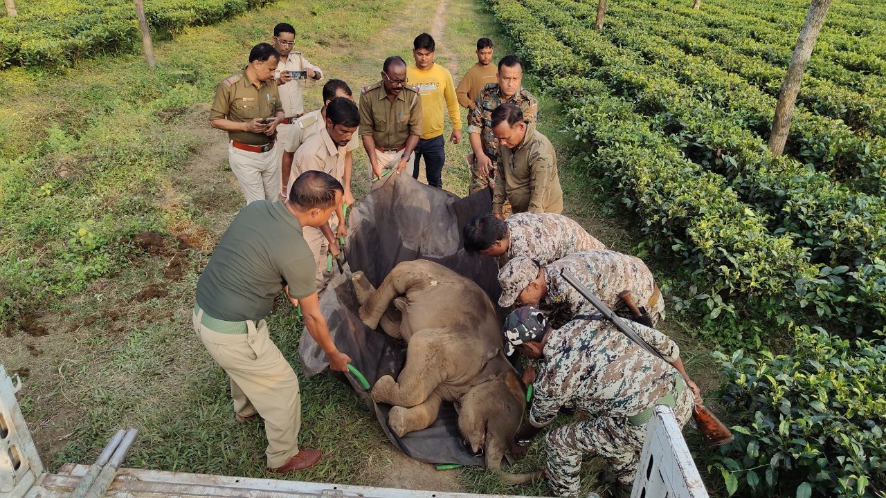 Calf died: সন্তান হারানোর যন্ত্রণা বুকে নিয়ে এগিয়ে গেল মা হাতি, ৩৩ ঘণ্টা পর উদ্ধার হস্তিশাবকের দেহ