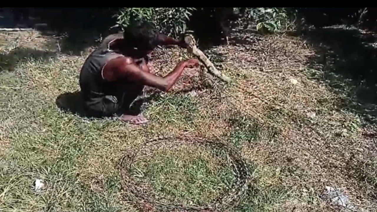 Jalpaiguri: চিতাবাঘ আহত হওয়ার পরই কাঁটাতারের বেড়া খুলতে শুরু করল বন দফতর