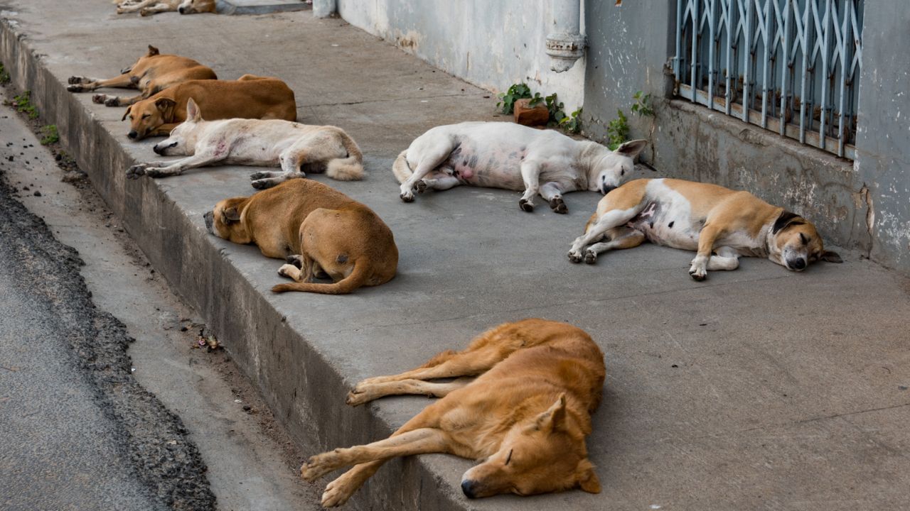 Dog: ওরা কখন খাবে, কোন খাবার দেওয়া যাবে, পথ কুকুরদের জন্য SOP তৈরি করল রাজ্য