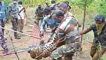 Dhupguri: কাঁটাতারে আটকে রক্তাক্ত হল শরীর, গুলিতে করা হল নিস্তেজ, চা বাগানে চিতাবাঘ দেখতে পর্যটকদের ভিড়