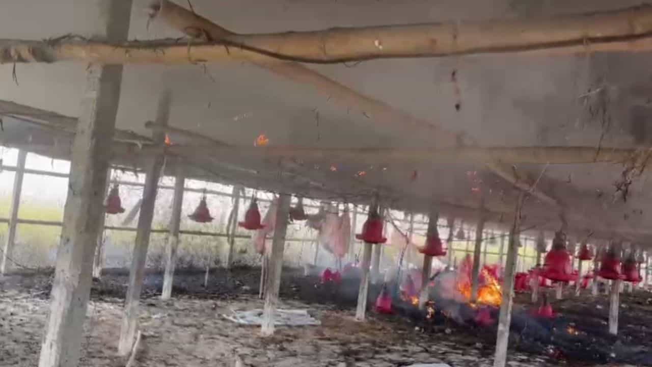 Poultry Farm: আগুনে ঝলসে গেল ১৫০০ মুরগির ছানা, মৃতদেহগুলি কী করল জানেন? Poultry Farm: আগুনে ঝলসে গেল ১৫০০ মুরগির ছানা, মৃতদেহগুলি কী করল জানেন?
