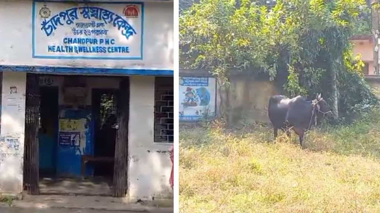 Rajarhat: মাঠে চড়ছে গরু, এটা রাজারহাটের একটি চিকিৎসালয় Rajarhat: মাঠে চড়ছে গরু, এটা রাজারহাটের একটি চিকিৎসালয়