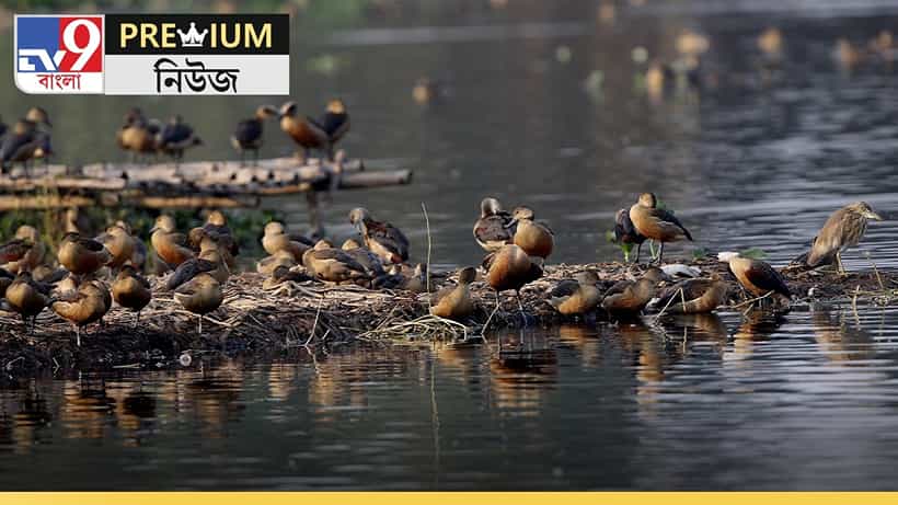 সাঁতরাগাছি ঝিলে কেন আসছে না পরিযায়ী পাখি? নেপথ্যে রাজ্য-রেলের ঠান্ডা লড়াই, জানুন রহস্য