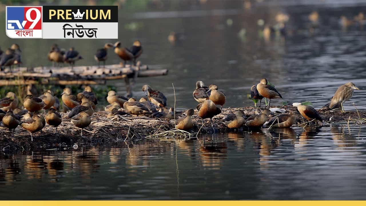 সাঁতরাগাছি ঝিলে কেন আসছে না পরিযায়ী পাখি? নেপথ্যে রাজ্য-রেলের 'ঠান্ডা লড়াই', জানুন রহস্য সাঁতরাগাছি ঝিলে কেন আসছে না পরিযায়ী পাখি? নেপথ্যে রাজ্য-রেলের 'ঠান্ডা লড়াই', জানুন রহস্য