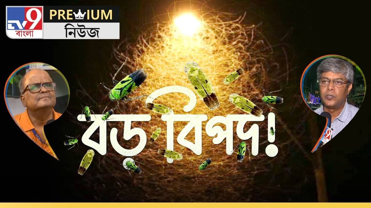 কোথায় গেল শ্যামাপোকারা? বিশেষজ্ঞরা বলছেন, বড়সড় বিপদ আসতে চলেছে