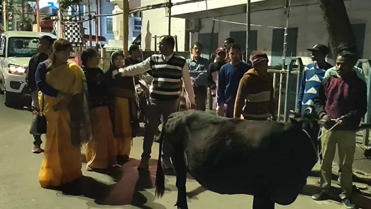 Balurghat: ঠেলায় পড়লে এমনও হয়! পদের দায়ে এবার রাস্তায় গরু তাড়াচ্ছেন পদস্থ কর্তাব্যক্তিরাই? কেন জানেন? Balurghat: ঠেলায় পড়লে এমনও হয়! পদের দায়ে এবার রাস্তায় গরু তাড়াচ্ছেন পদস্থ কর্তাব্যক্তিরাই? কেন জানেন?