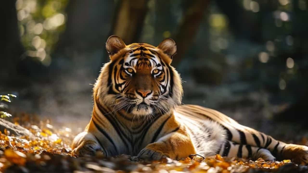 Sundarban: একদিকে ঝাড়গ্রাম অন্যদিকে সুন্দরবন, দিকে-দিকে যেন বাঘের আতঙ্ক Sundarban: একদিকে ঝাড়গ্রাম অন্যদিকে সুন্দরবন, দিকে-দিকে যেন বাঘের আতঙ্ক