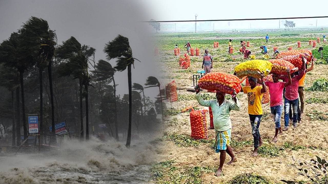 Cyclone Effect: ঘূর্ণিঝড়ের মেঘে ঠান্ডার দফারফা, ফিরবে গত ডিসেম্বরের চেনা ছবি? মাথায় হাত আলু চাষিদের