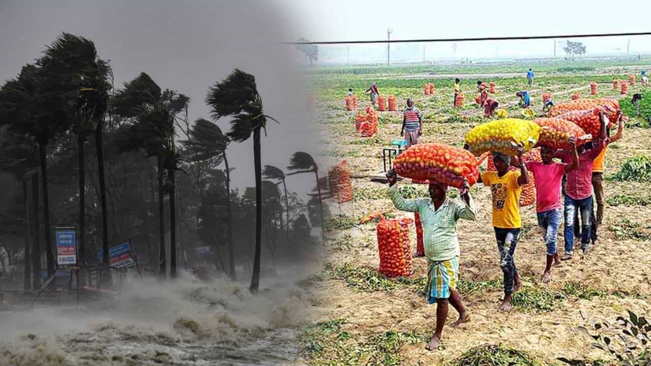 Cyclone Effect: ঘূর্ণিঝড়ের মেঘে ঠান্ডার দফারফা, ফিরবে গত ডিসেম্বরের চেনা ছবি? মাথায় হাত আলু চাষিদের Cyclone Effect: ঘূর্ণিঝড়ের মেঘে ঠান্ডার দফারফা, ফিরবে গত ডিসেম্বরের চেনা ছবি? মাথায় হাত আলু চাষিদের