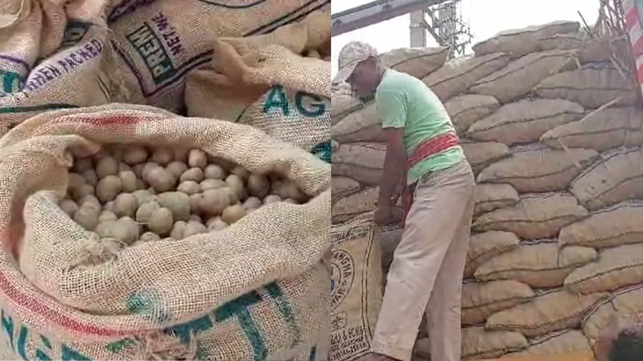 Potato seeds price: বাজার থেকে উধাও হয়ে যাবে চন্দ্রমুখী? আশঙ্কার কথা শোনালেন চাষিরা Potato seeds price: বাজার থেকে উধাও হয়ে যাবে চন্দ্রমুখী? আশঙ্কার কথা শোনালেন চাষিরা