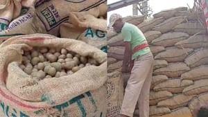 Potato seeds price: বাজার থেকে উধাও হয়ে যাবে চন্দ্রমুখী? আশঙ্কার কথা শোনালেন চাষিরা