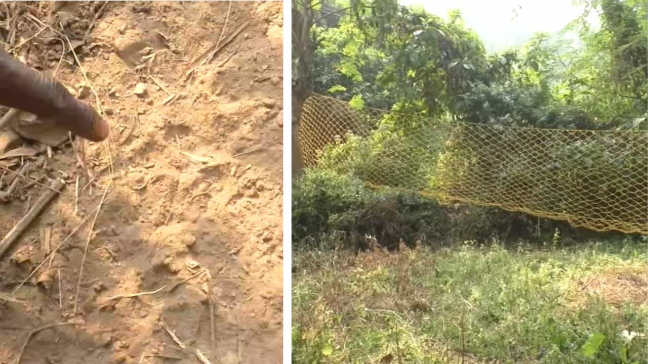 Tiger Panic: সামনে যা পাচ্ছে, সব সাবাড় করছে 'ও', না খেয়ে দিনের পর দিন বসে গ্রামবাসী Tiger Panic: সামনে যা পাচ্ছে, সব সাবাড় করছে 'ও', না খেয়ে দিনের পর দিন বসে গ্রামবাসী