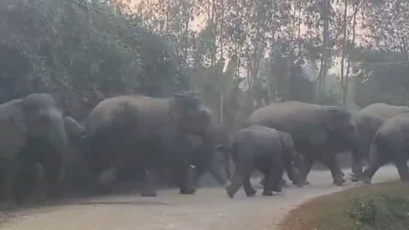 Bankura: দাপিয়ে বেড়াচ্ছে ৫২ টা হাতির দল, শীতের শুরুতেই ফসলে ক্ষতির আশঙ্কা