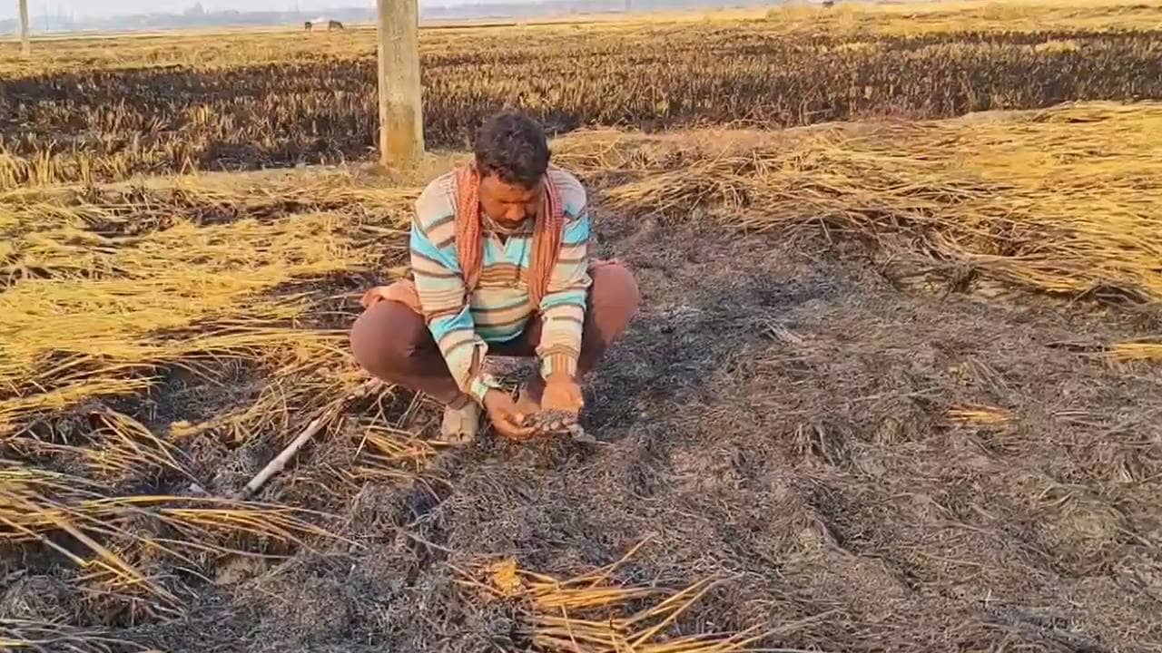 Bankura: আলু চাষের আগেই বড় বিপত্তি, মাথায় হাত কৃষকদের, নাড়া পোড়াতে গিয়ে আগুনে পুড়ে ছাই ৫ বিঘা জমির পাকা ধান
