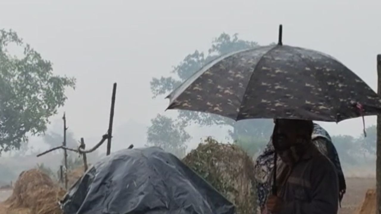 Paschim Medinipur: অকাল বৃষ্টিতে মাথায় হাত জেলার চাষিদের, অশনি সঙ্কেত দেখছেন মধ্যবিত্তরাও