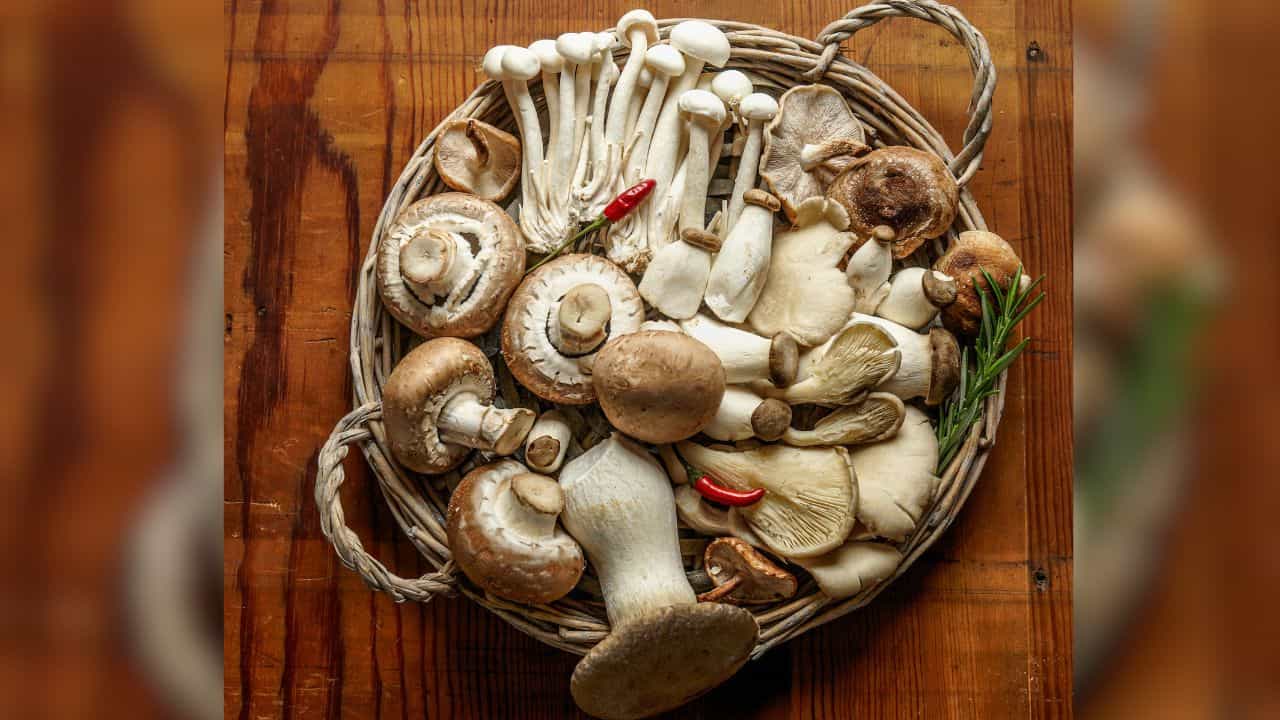 Mushrooms: 'অমরত্বের মাশরুম'! আটকে দিতে পারে মারন রোগের সম্ভাবনা? Mushrooms: 'অমরত্বের মাশরুম'! আটকে দিতে পারে মারন রোগের সম্ভাবনা?