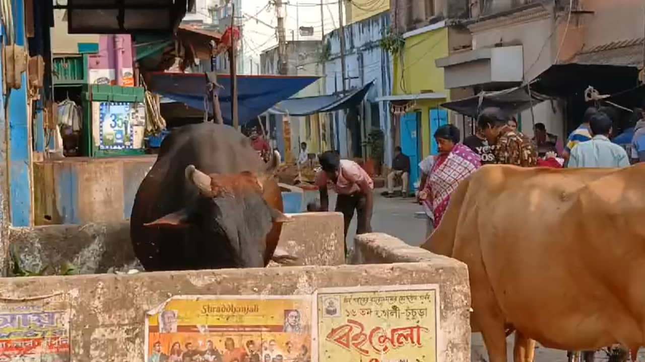 Chinsurah: যমালয়ের নয়, চুঁচুড়া কাঁপাচ্ছে মর্ত্যের জীবন্ত ‘ভোলা’! কী করছে প্রশাসন? তীব্রে আতঙ্কে প্রশ্ন স্থানীয়দের