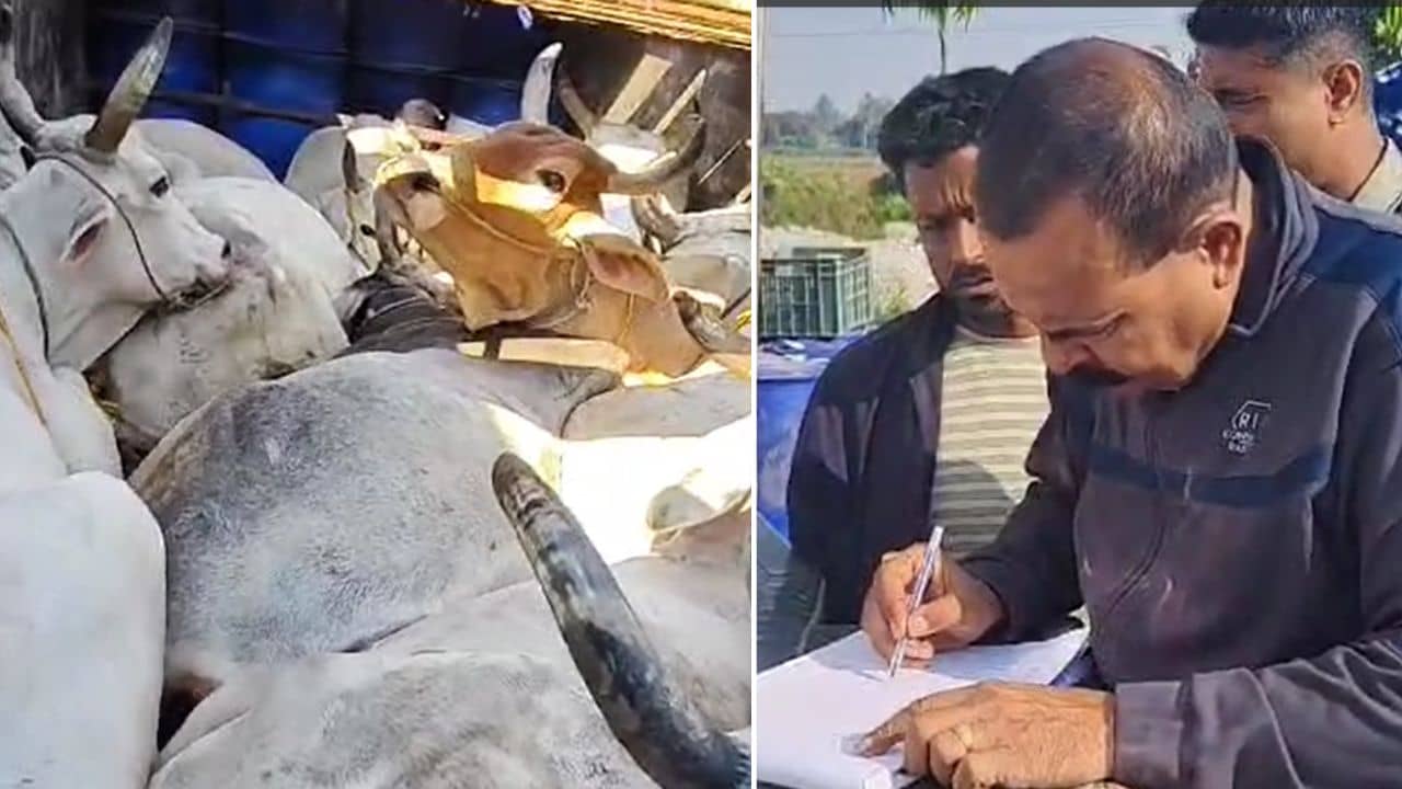 Jalpaiguri: লিড কি তবে ভুল ছিল? অভিযানে এসে তখন চাপে পুলিশ, হঠাৎই ফাঁকা ড্রামের ভিতর থেকে লাফ মারল গরু! ব্যস, তাতেই কেল্লাফতে