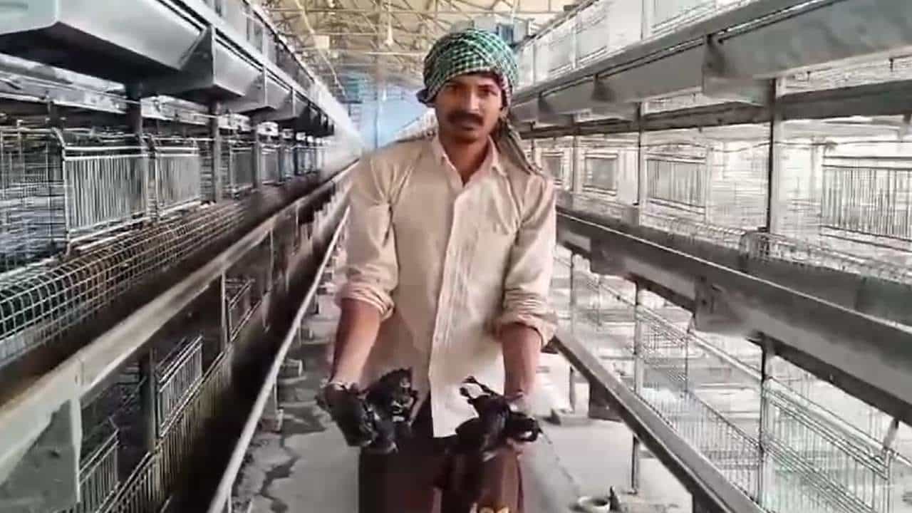 কয়েক মিনিটেই সব শেষ! বর্ধমানে আগুনে পুড়ে মরে গেল প্রায় ৫ হাজার মুরগি কয়েক মিনিটেই সব শেষ! বর্ধমানে আগুনে পুড়ে মরে গেল প্রায় ৫ হাজার মুরগি