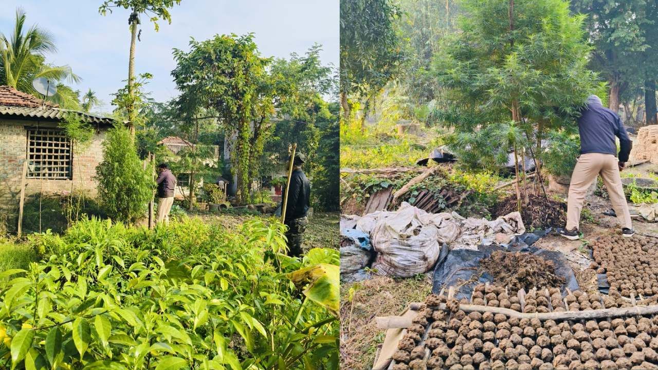 Ganja Village: যেদিকে চোখ যায় শুধুই গাঁজা আর গাঁজা, থ পুলিশ! বাংলার বুকেই কোথায় এই ‘গাঁজার গ্রাম’ রয়েছে জানেন?