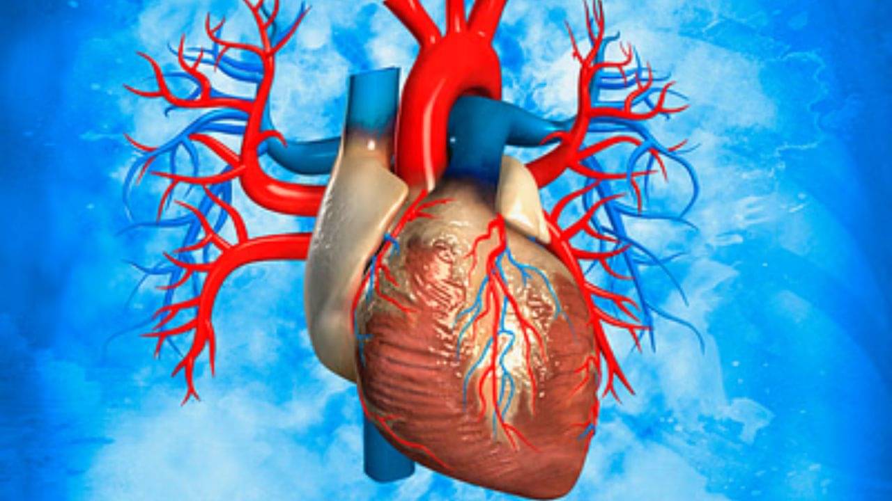 Heart Has Its Own Little Brain: হার্টের মন নেই ব্রেন আছে, নতুন গবেষণায় হইচই চিকিৎসা মহলে