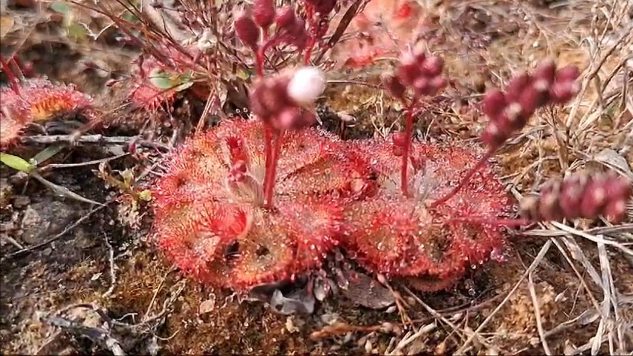 Bankura: ছুঁলেই বিপদ! রহস্যময় ফুলে ভরে যাচ্ছে সোনামুখীর জঙ্গল, আমাজনের সেই ফুল এবার বাংলায়!