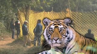 Tiger Rescue: দু-দু’বার ঘুমপাড়ানি গুলি খেয়েও চাঙ্গা জিনাত, রাতভর কাবু করার আপ্রাণ চেষ্টা করে জিনা হারাম বন দফতরের