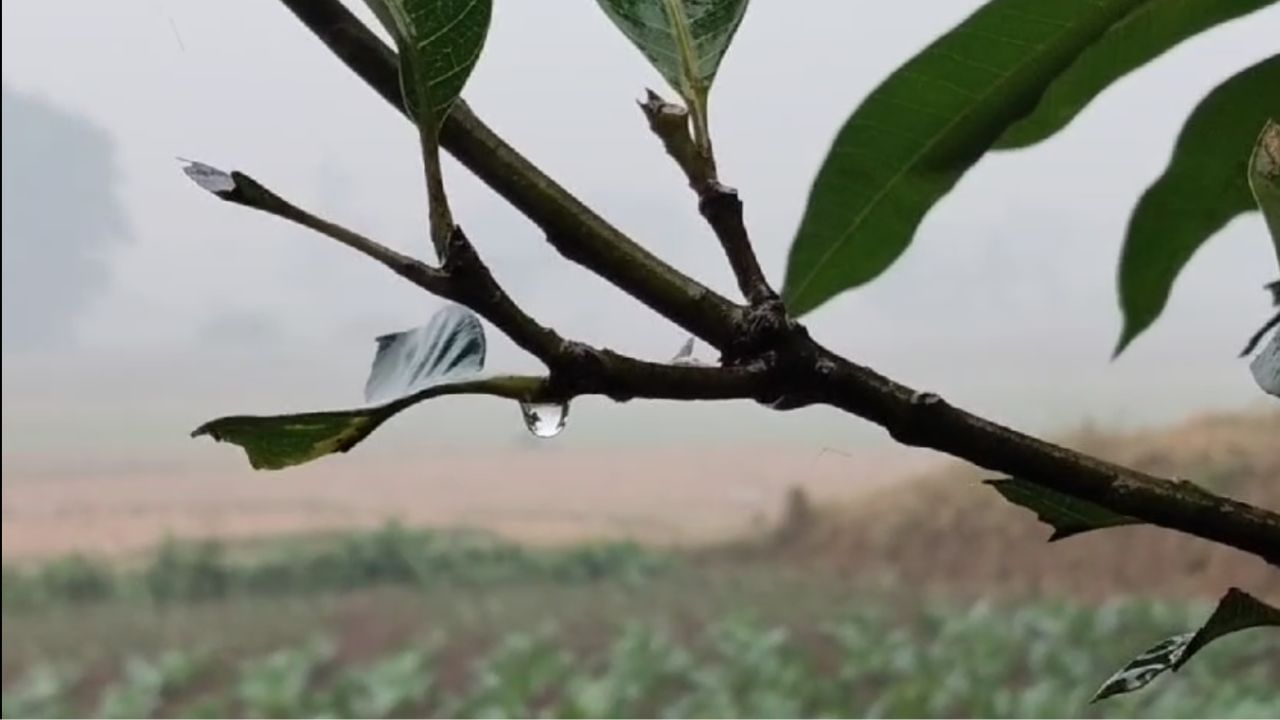 Weather Update: ভরা পৌষেই নামল ‘বর্ষা’, শীতের মেজাজটাই নষ্ট করে দিল শনিবারের সকাল, তাপমাত্র কত বাড়ল জানেন