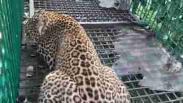 Leopard: অবশেষ বন্দি হল খাঁচায়, স্বস্তি পেলেন বাসিন্দারা