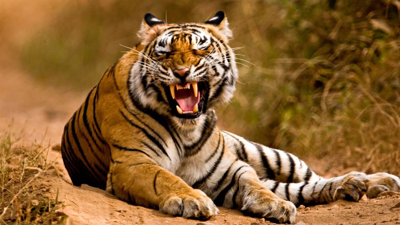Tiger Kills: গবাদি পশুর খাবার জোগাড়ে গেল প্রাণ, ঘাস কাটতে গিয়ে বাঘের পেটে মহিলা