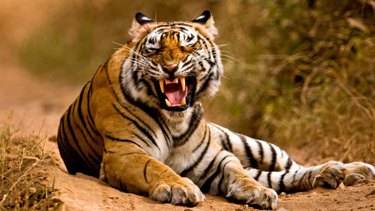 Tiger Kills: গবাদি পশুর খাবার জোগাড়ে গেল প্রাণ, ঘাস কাটতে গিয়ে বাঘের পেটে মহিলা Tiger Kills: গবাদি পশুর খাবার জোগাড়ে গেল প্রাণ, ঘাস কাটতে গিয়ে বাঘের পেটে মহিলা