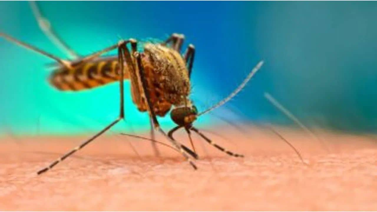 Malaria cases in India: ৫ বছর পর দেশে আর ম্যালেরিয়া হবে না, মোদী সরকারের নয়া টার্গেট