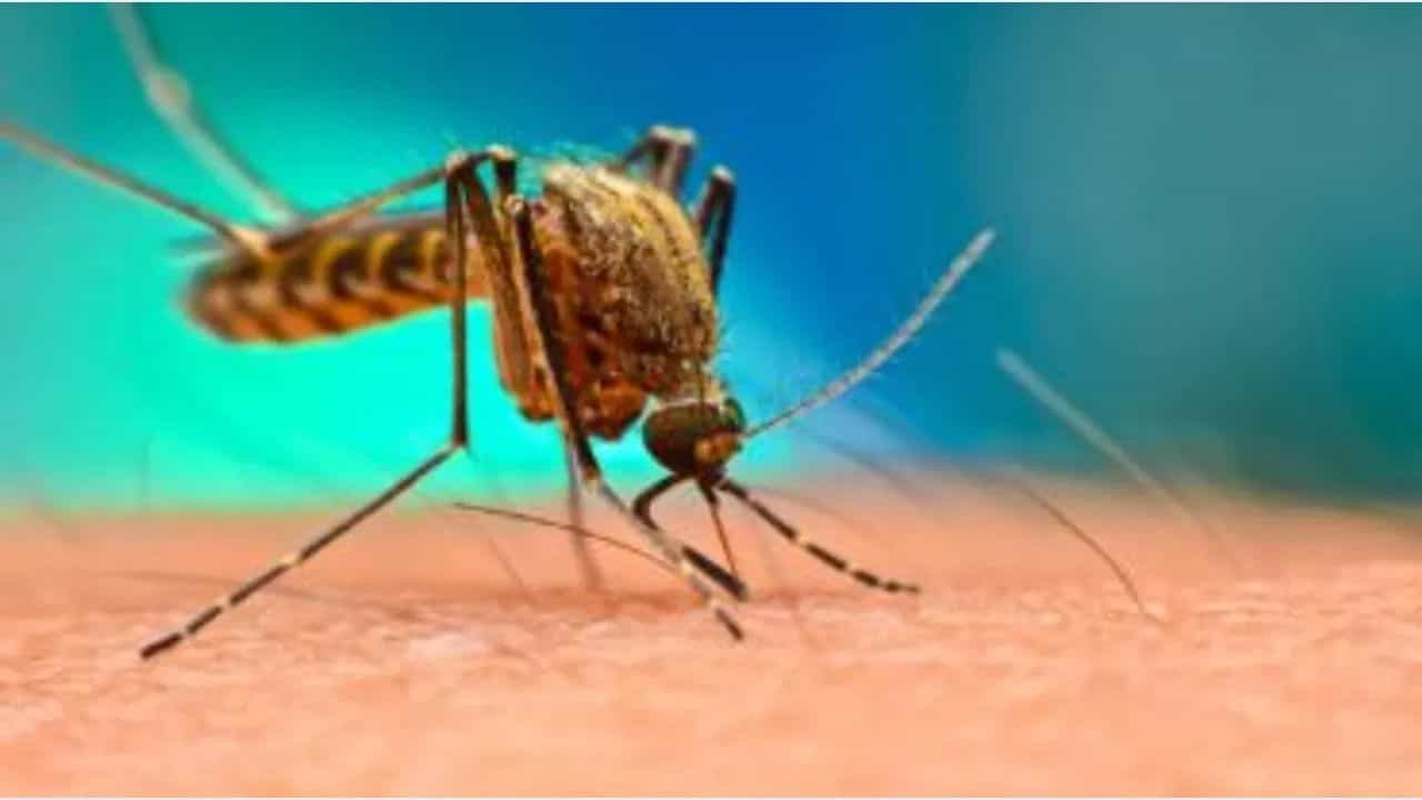 Malaria cases in India: ৫ বছর পর দেশে আর ম্যালেরিয়া হবে না, মোদী সরকারের নয়া 'টার্গেট' Malaria cases in India: ৫ বছর পর দেশে আর ম্যালেরিয়া হবে না, মোদী সরকারের নয়া 'টার্গেট'