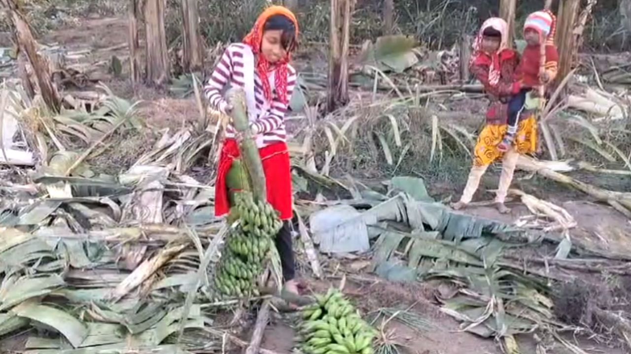 Paschim Medinipur: দাপিয়ে বেড়াল দাঁতালের দল, আলুর ব্যাপক ক্ষতি