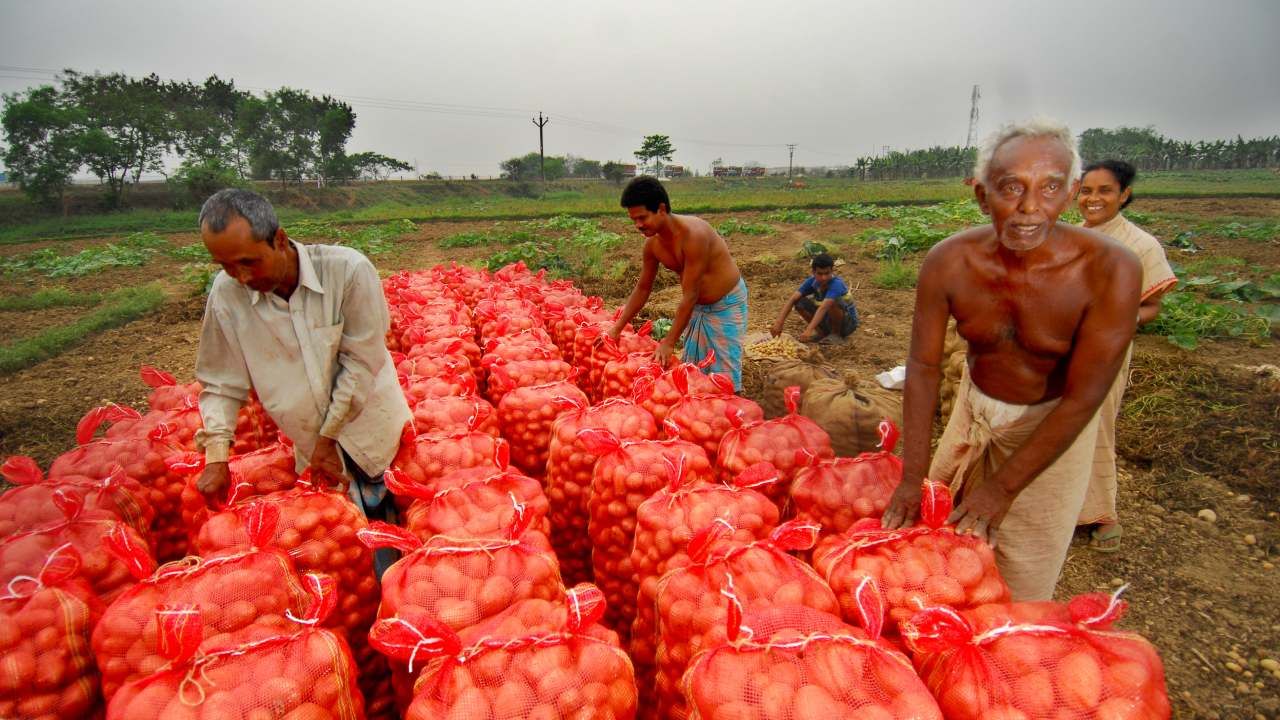 Potato Farming: পথে আবার নিম্নচাপের কাঁটা, জায়গা নেই হিমঘরেও, কী ভবিষ্যৎ নতুন আলুর?