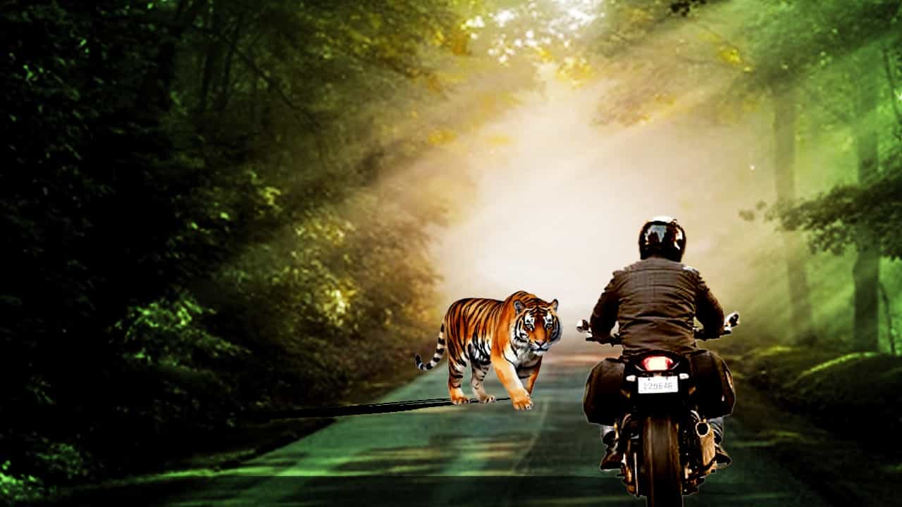 Sundarban: দুই বন্ধুর বাইকের সামনে হাজির রয়্যাল বেঙ্গল, তারপরই 'অদ্ভুত' ঘটনা... Sundarban: দুই বন্ধুর বাইকের সামনে হাজির রয়্যাল বেঙ্গল, তারপরই 'অদ্ভুত' ঘটনা...