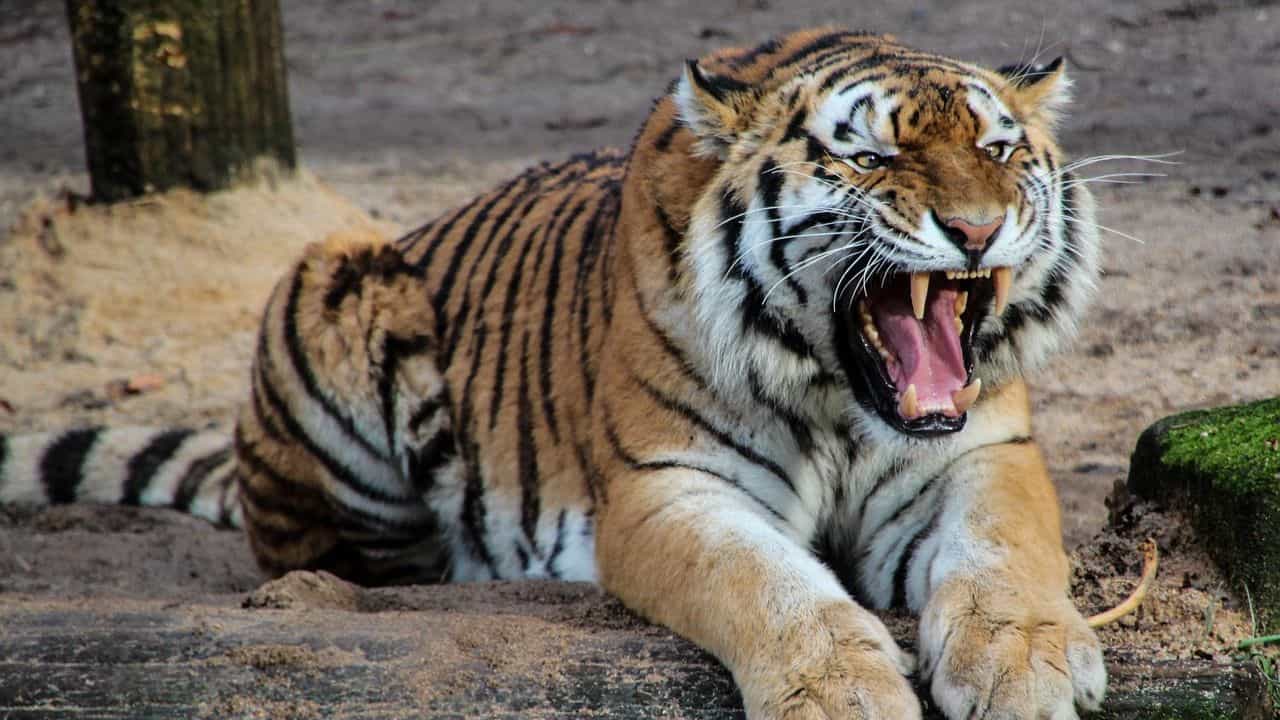 Tiger: শুধুই 'ফাঁকা' গর্জন, ভারতে যা বাঘ আছে, তার ধারেকাছেও নেই বাংলাদেশ Tiger: শুধুই 'ফাঁকা' গর্জন, ভারতে যা বাঘ আছে, তার ধারেকাছেও নেই বাংলাদেশ