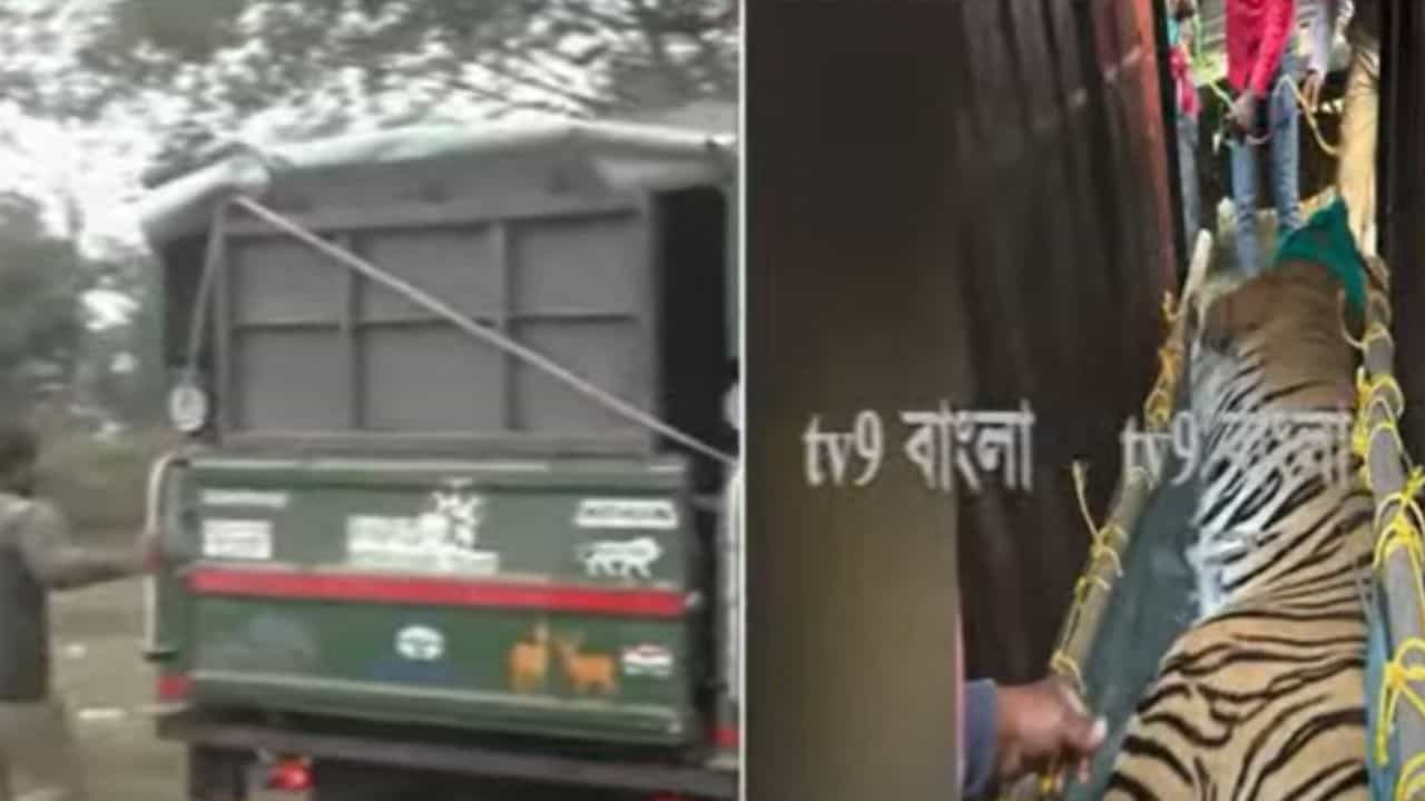 Tigress Zeenat Update: ৯ দিন বাংলা ভ্রমণ করে ভীষণ ক্লান্ত জিনাত, ঘুম ভাঙলেই তাঁর ঠিকানা হবে... Tigress Zeenat Update: ৯ দিন বাংলা ভ্রমণ করে ভীষণ ক্লান্ত জিনাত, ঘুম ভাঙলেই তাঁর ঠিকানা হবে...